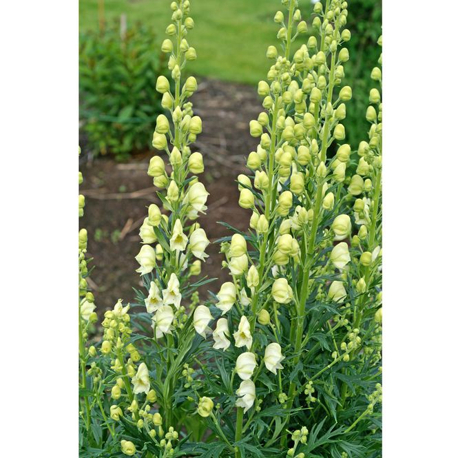 Hovedbilde Aconitum napellus Album. Hjelm  1 rot 