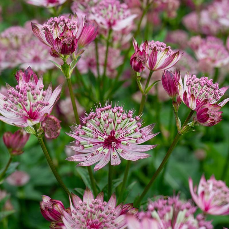 Astrantia major Sparkling Stars Pink. Stjerneskjerm - 1 rot 