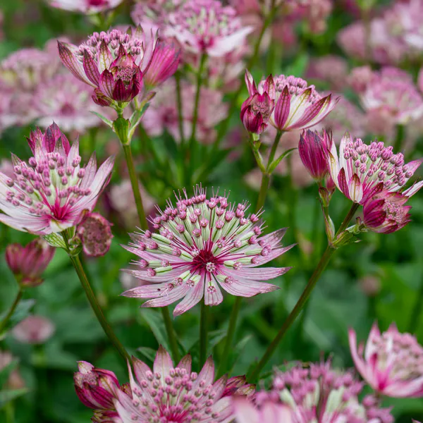 Hovedbilde Astrantia major Sparkling Stars Pink. ...