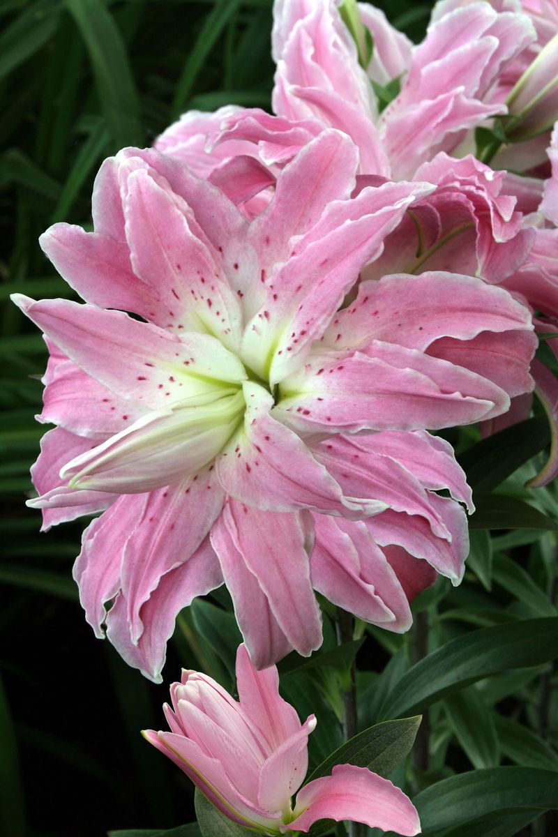 Lilje Lotus Elegance. Lotuslilje - 3 løk
