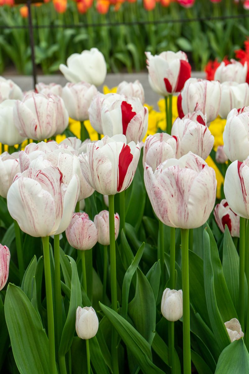 Tulipan One Direction - 6 løk
