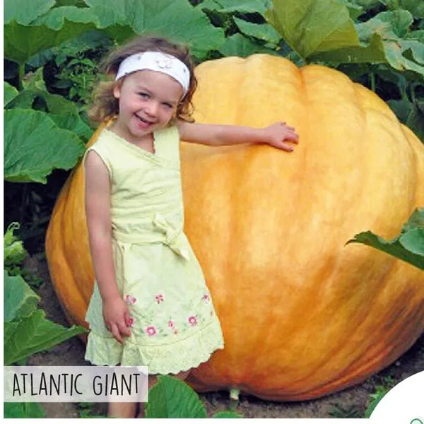 Hovedbilde Gresskar Atlantic Giant -Frø-