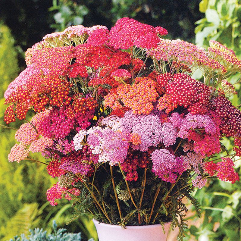 Achillea millefolium Colorado -Frø- Praktryllik