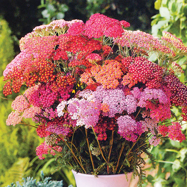 Hovedbilde Achillea millefolium Colorado -Frø- Praktryllik