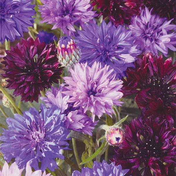 Bilde av CENTAUREA* ’Purple Haze Mix.’ - KORNBLOMST