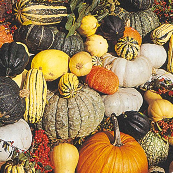 Bilde av CUCURBITA Maya Mix. PRYDGRESSKAR