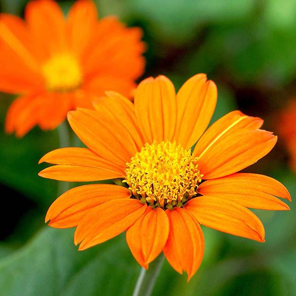 Bilde av TITHONIA Orange Sunshine. MEKSIKANSK SOLSIKKE