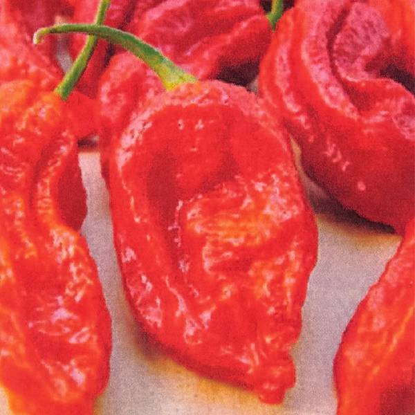 Bilde av CHILI* ’Bhut Jolokia Fiery Furnace’