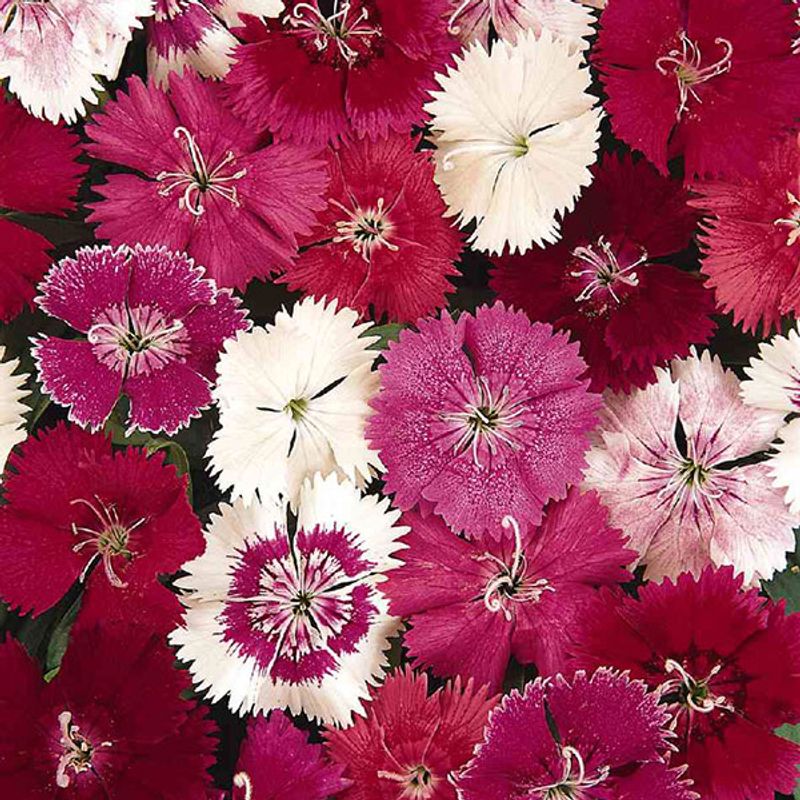 Dianthus Formula Mix F1 -Frø- Kinanellik