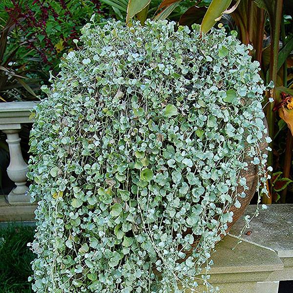 Bilde av DICHONDRA Silver Falls