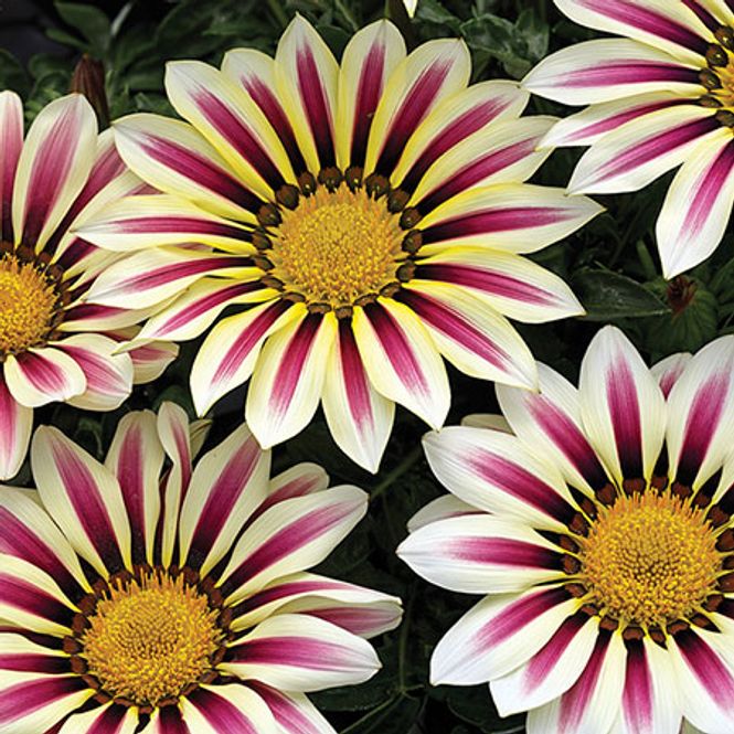 Hovedbilde Gazania rigens Big Kiss White Flame F1 -Frø- ...