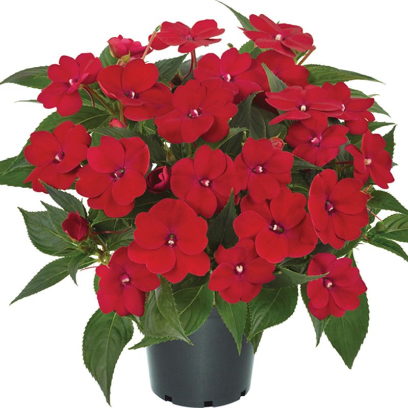 Impatiens  Accent Premium Red -Frø- Flittiglise storblomstret