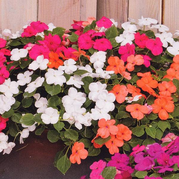 Bilde av Impatiens Lollipop Maxi Mix -Frø- Flittiglise