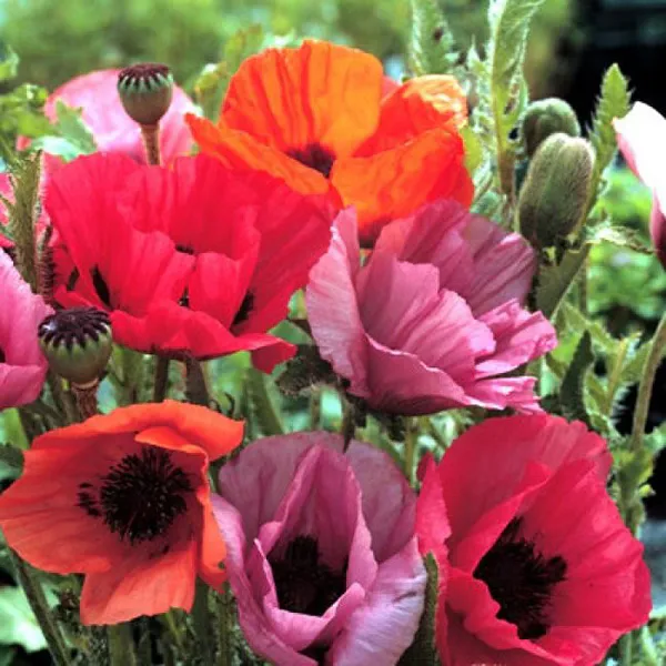 Hovedbilde Papaver orientale Fruit Punch -Frø- Orientvalmue