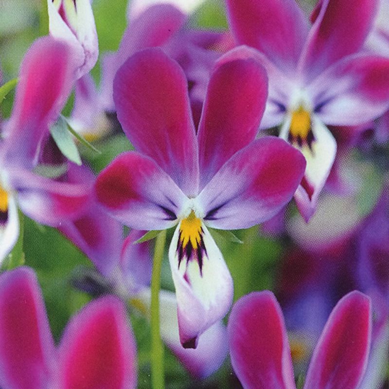 Viola Bunny Ears -Frø- Fiol/Stemor
