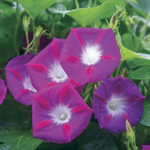 Bilde av IPOMOEA Party Dress. PRAKTVINDEL