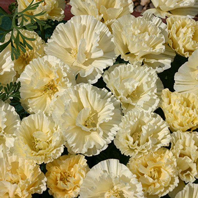 Hovedbilde Papaver californica Cream Swirl -Frø- ...