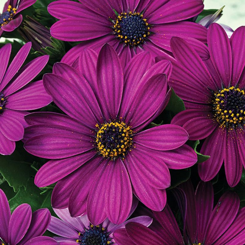 Osteospermum Asti Purple -Frø- Spansk Margeritt