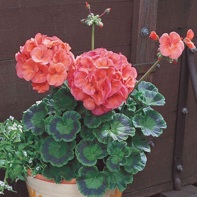 Hovedbilde Pelargonium  Maverick Coral F1-Frø-