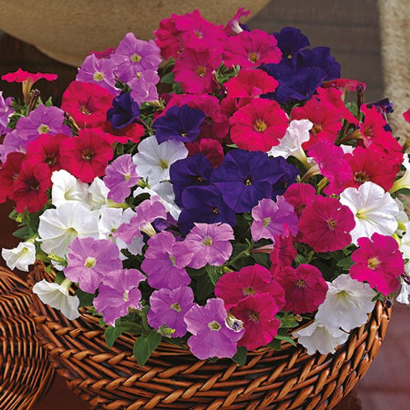 Petunia milliflora Picobella Mix - Frø- 