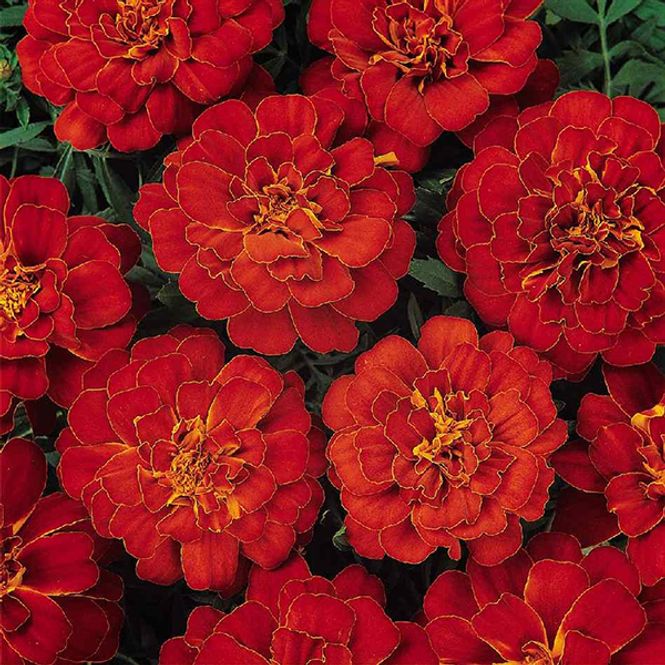 Hovedbilde Tagetes Durango Red -Frø- Fløyelsblomst
