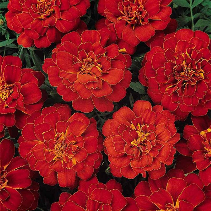 Tagetes Durango Red -Frø- Fløyelsblomst