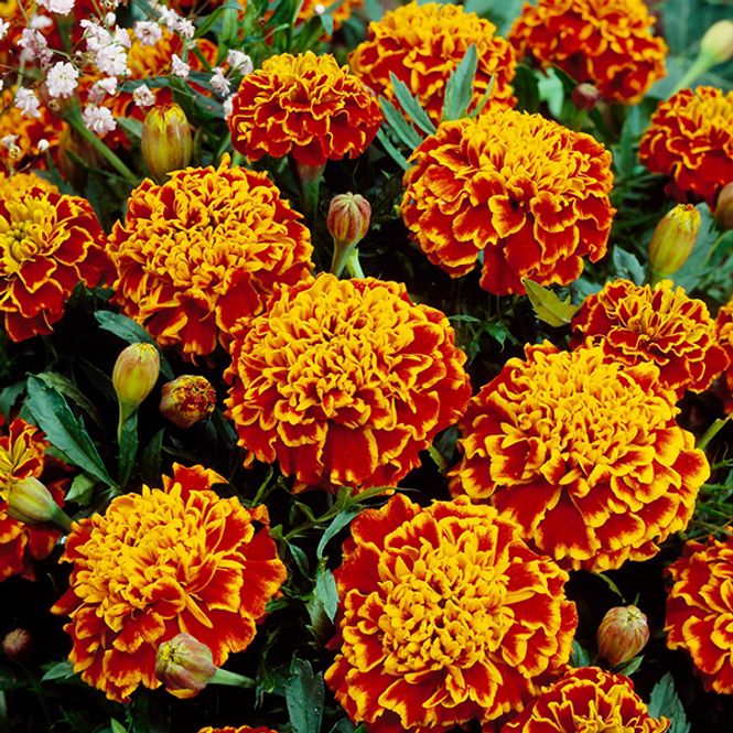 Hovedbilde Tagetes Honeycomb -Frø- Fløyelsblomst