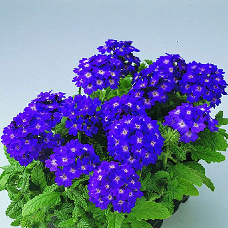 Verbena compacta Quartz XP Blue -Frø-