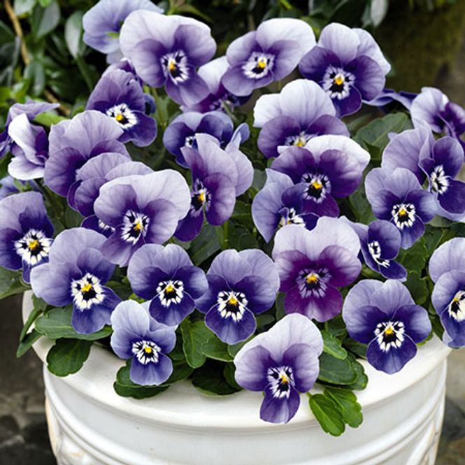 Hovedbilde Viola cornuta Admire Marina -Frø- Stemor