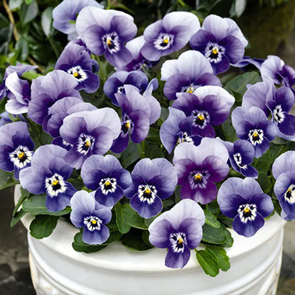 Hovedbilde Viola cornuta Admire Marina -Frø- Stemor