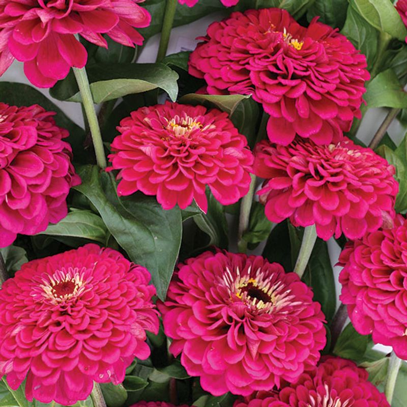 Zinnia elegans Tudor -Frø-