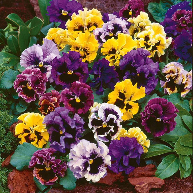  Viola wittrockiana Frizzle Sizzle Mix -Frø- Stemor