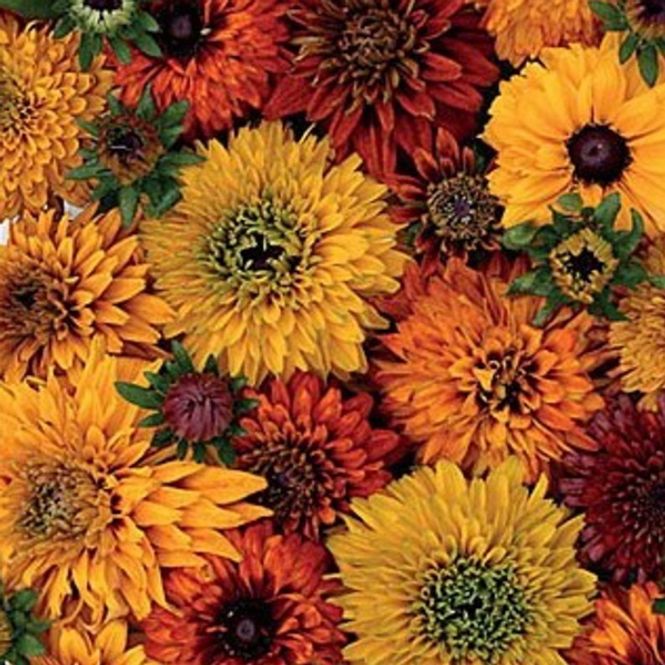 Hovedbilde Rudbeckia Moroccan Sun -Frø-