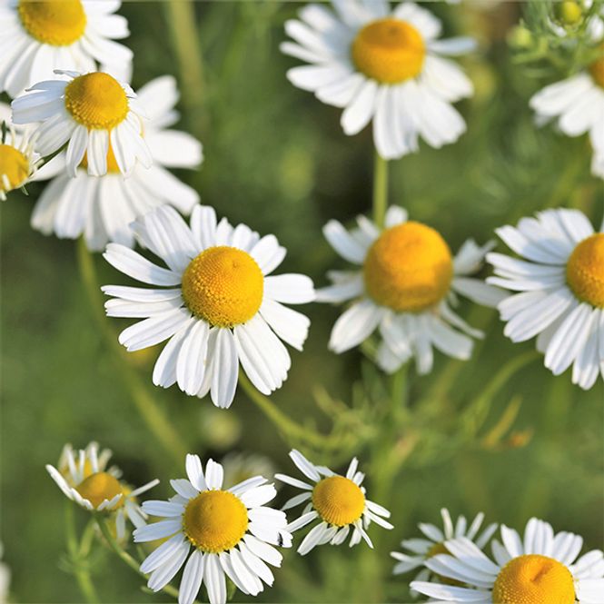 Hovedbilde Kamille Matricaria Chamomille -Frø-