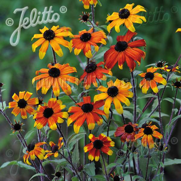 Bilde av RUDBECKIA triloba Prairie Glow