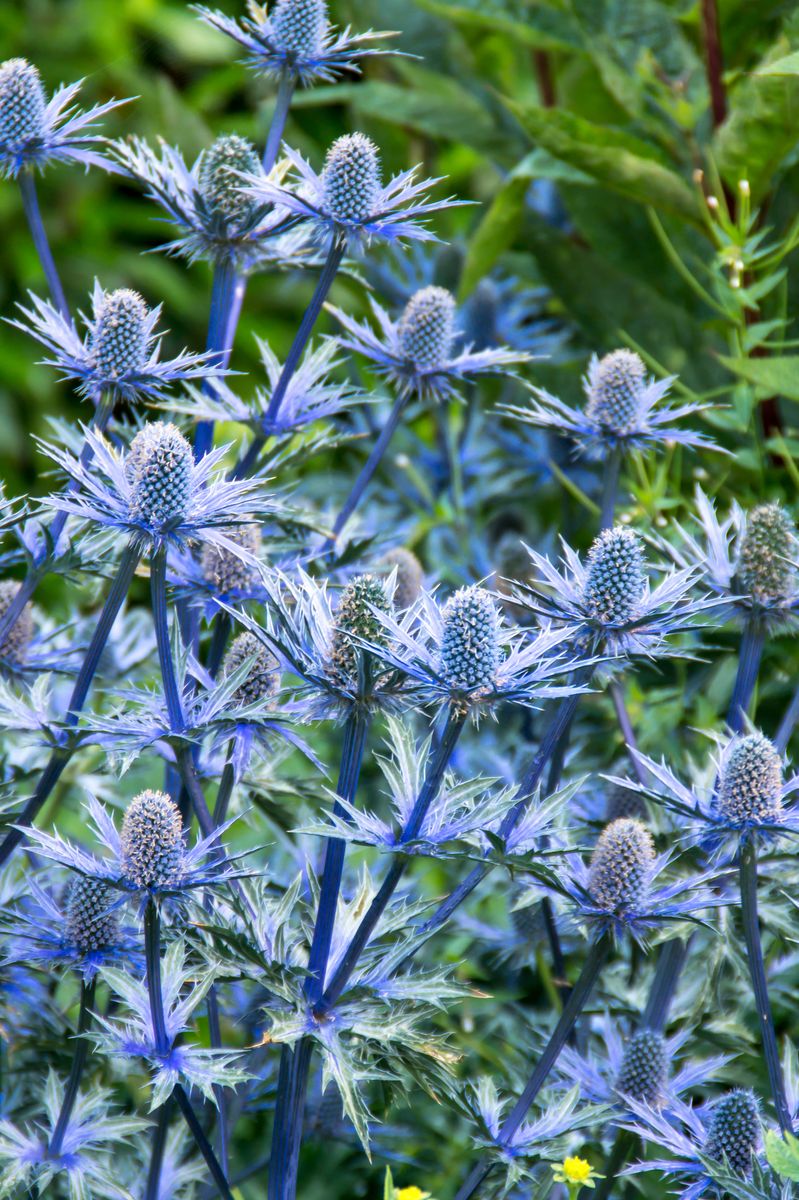 Eryngium olivierianum Big Blue. Hagestikle - 1 rot