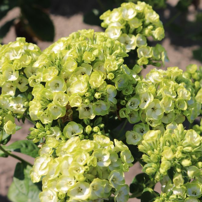Hovedbilde Phlox paniculata Orchid Green. Høstfloks. 1 rot