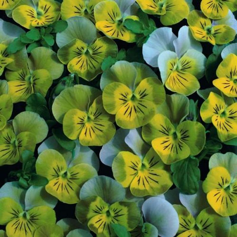 Viola hybrida Miniola Heart Aqua. Stemor -Frø- 