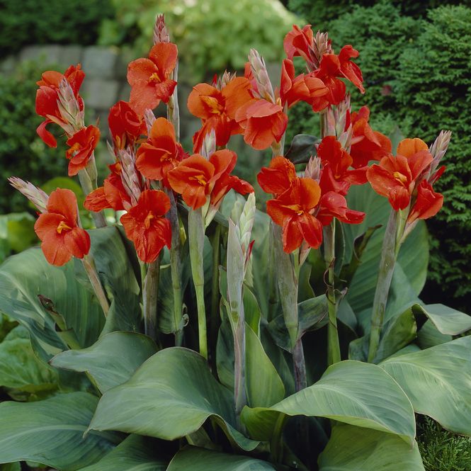 Hovedbilde Canna  Red President - 3 røtter
