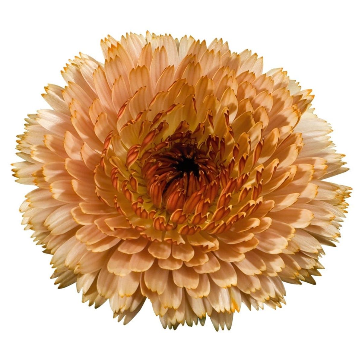 Calendula officinalis Touch of Red Apricot. Ringblomst -Frø-
