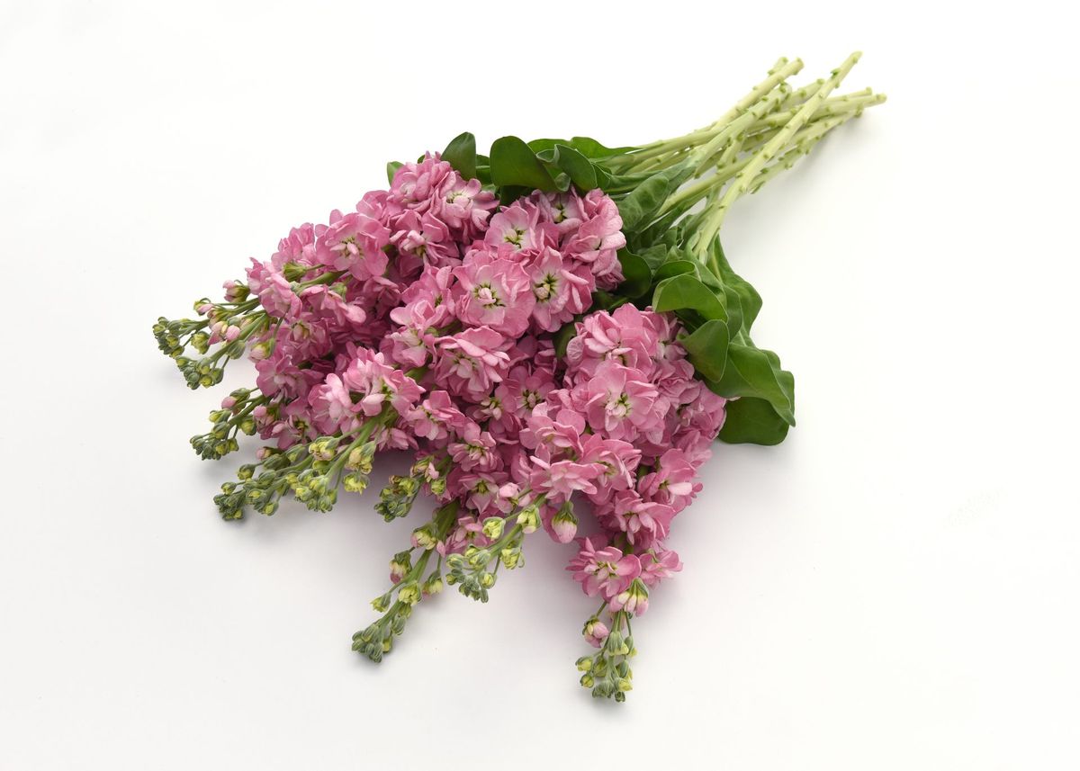 Matthiola incana Mathilda Antique Rose. Levkøy -Frø-