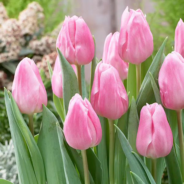 Hovedbilde Tulipan Aafke - 10 løk
