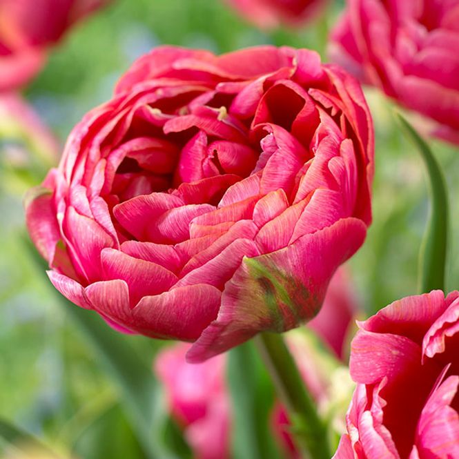 Hovedbilde Tulipan Amazing Grace - 7 løk