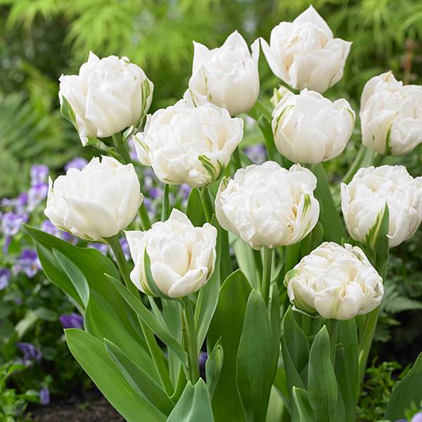 Bilde av Tulipan Mount Tacoma - 8 løk