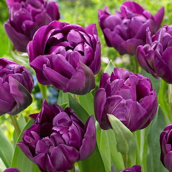 Bilde av Tulipan Negrita Double - 8 løk