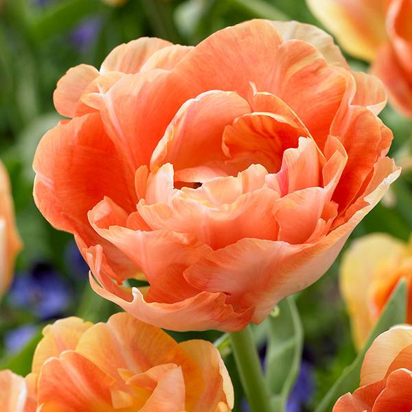 Bilde av Tulipan Charming Beauty - 6 løk