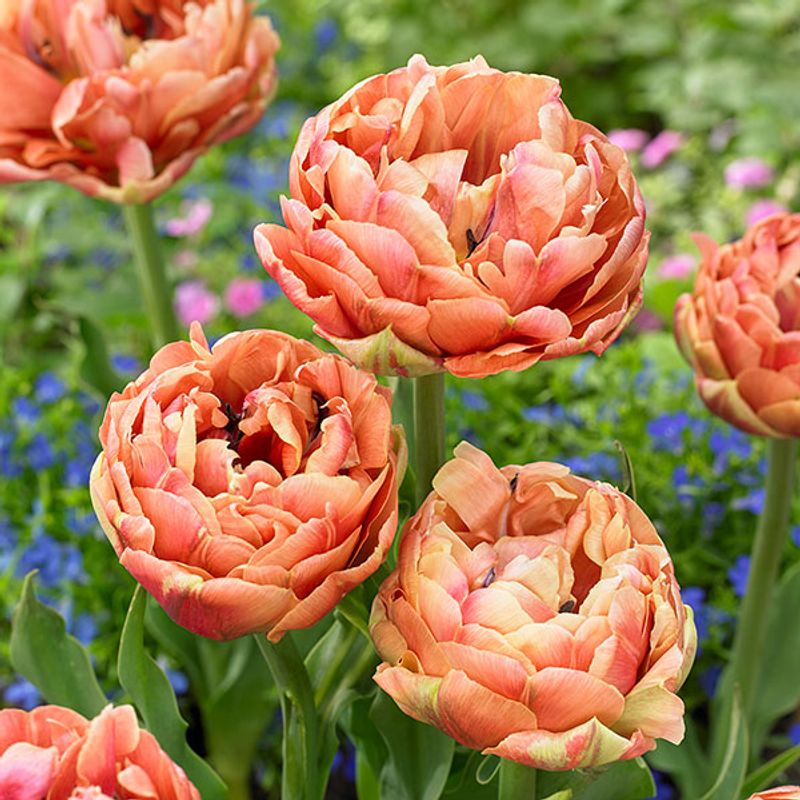Tulipan Copper Image. 7 løk