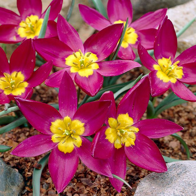 Hovedbilde Tulipan Pulchella Odalisque  - 8 løk