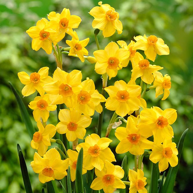 Hovedbilde Botanisk Påskelilje Martinette - 10 løk