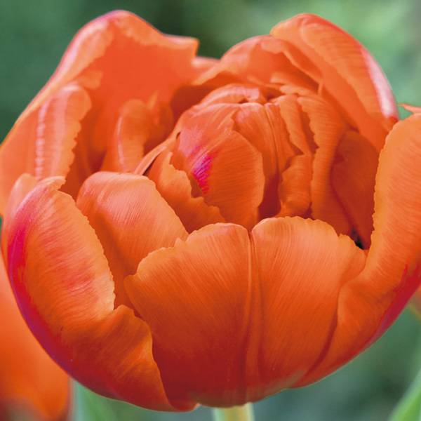 Bilde av Tulipan Monte Orange - 8 løk